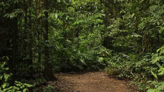 Jurisprudência do STJ tem entendimento de que o novo proprietário do imóvel é responsável pela recuperação e manutenção da reserva legal