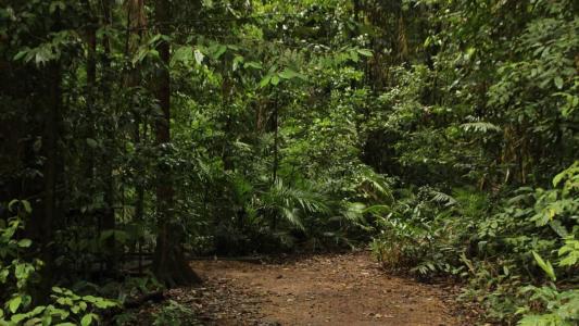 Jurisprudência do STJ tem entendimento de que o novo proprietário do imóvel é responsável pela recuperação e manutenção da reserva legal