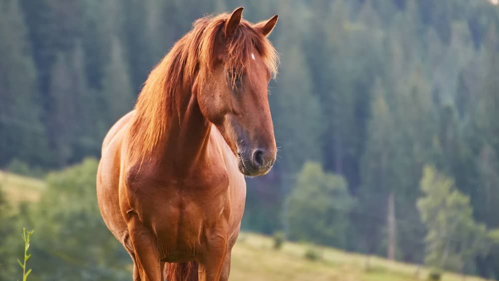 Dono de cavalo deve receber mais de R$50 mil por animal  morto em Minas 