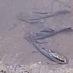 Peixes encontrados mortos no Rio Itabirito preocupam autoridades