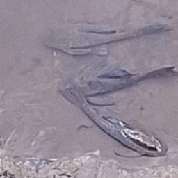Peixes no leito do Rio Itabirito