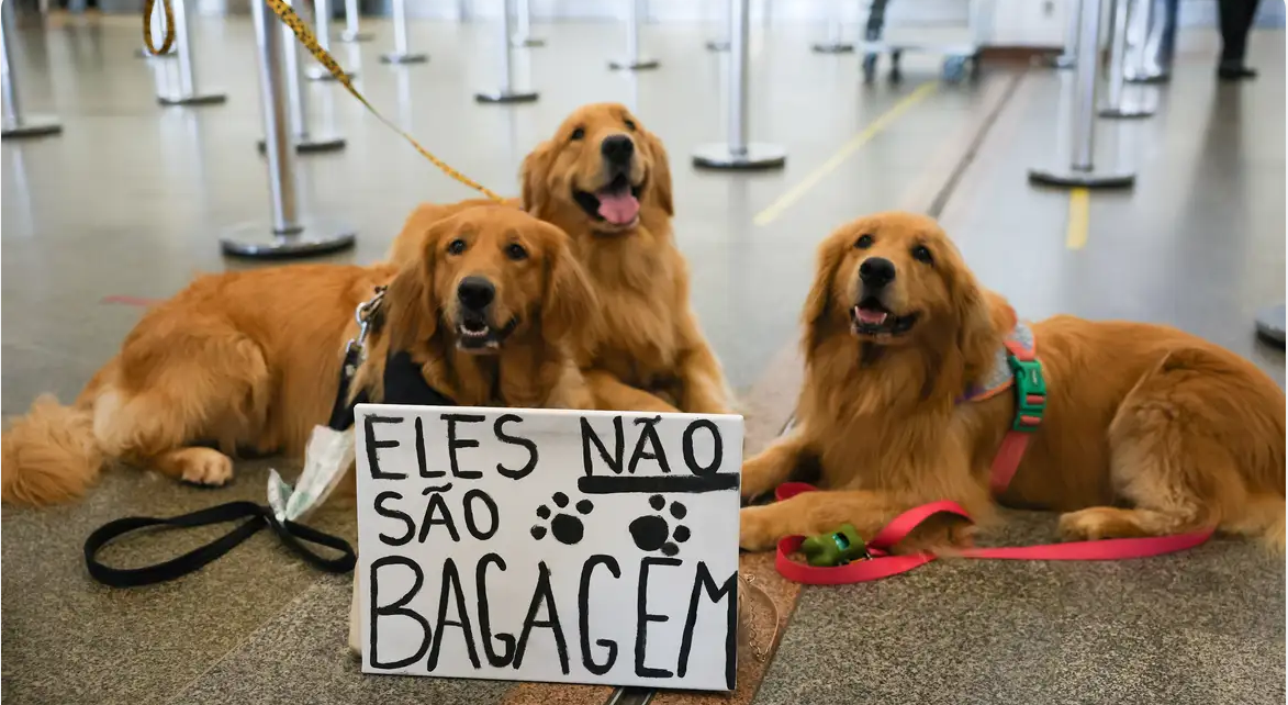 Após morte de Joca, tutores pedem por Justiça em aeroportos
