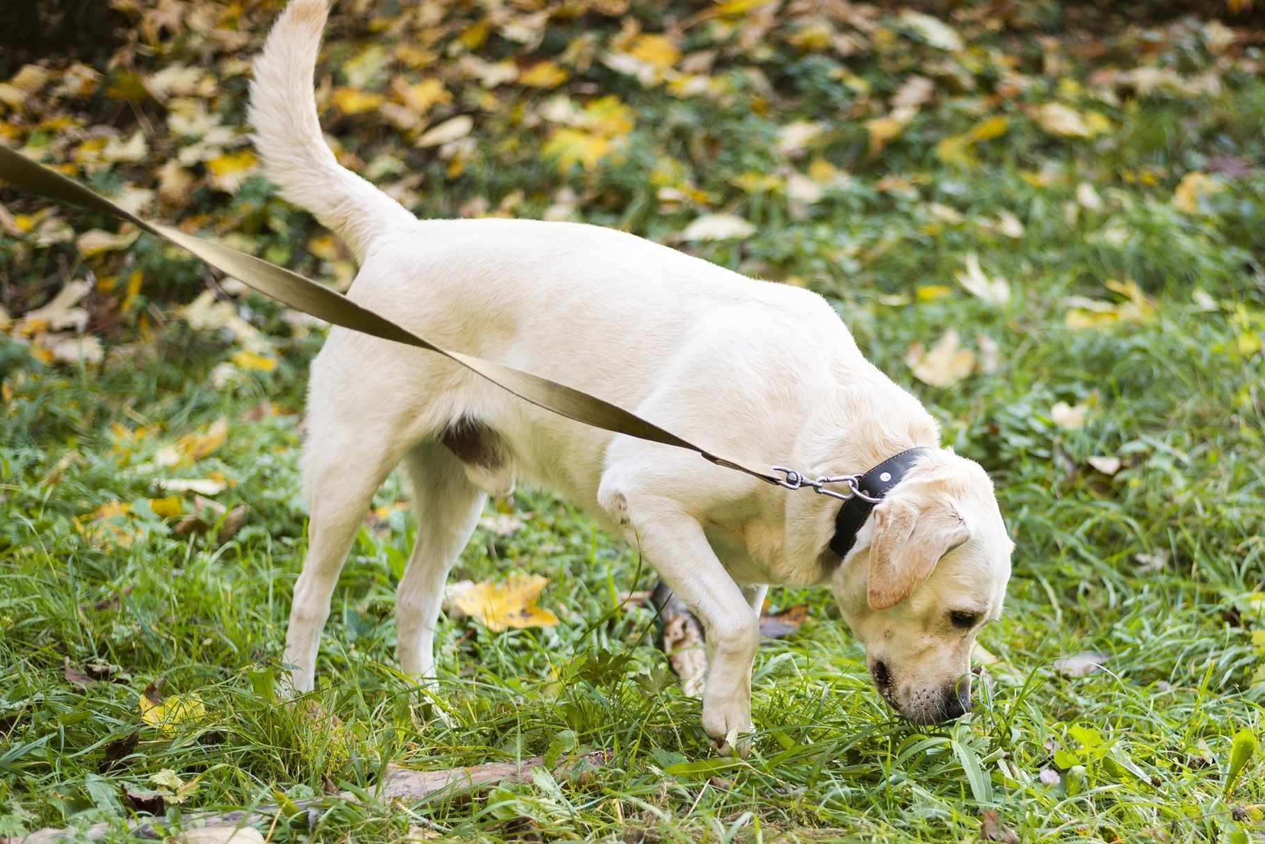 Vermes de cães podem infectar humanos e exigem prevenção dentro de casa