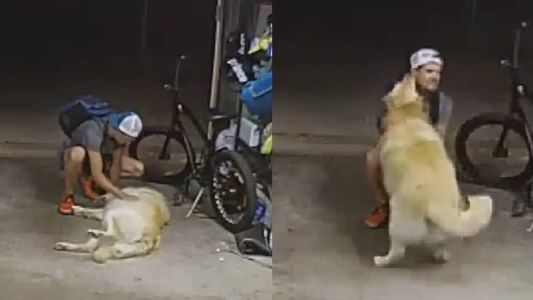 Ladrão gastou muito tempo 'mimando' cãozinho antes de cometer crime