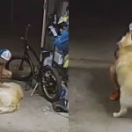 Vídeo: polícia pede ajuda para encontrar ladrão que fez carinho em cachorro durante furto