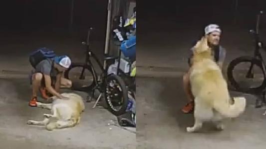 Ladrão gastou muito tempo 'mimando' cãozinho antes de cometer crime