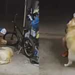 Vídeo: polícia pede ajuda para encontrar ladrão que fez carinho em cachorro durante furto
