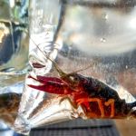 Brasil tem mais de 270 animais exóticos que ameaçam biodiversidade