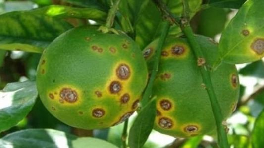 Laranjeira afetada pela bactéria do Greening, planta vai sendo deformada até à morte