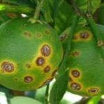 Greening: conheça a super bactéria que destrói as lavouras de cítricos