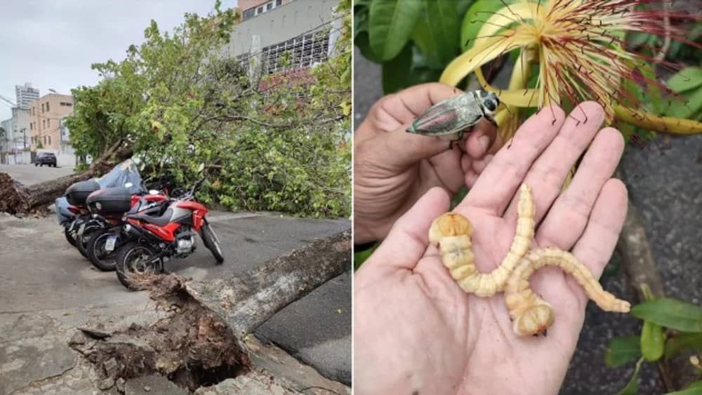 Besouro metálico: conheça inseto invasor que derruba árvores em Fortaleza 