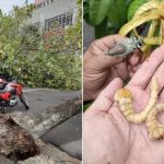 Besouro metálico: conheça inseto invasor que derruba árvores em Fortaleza 