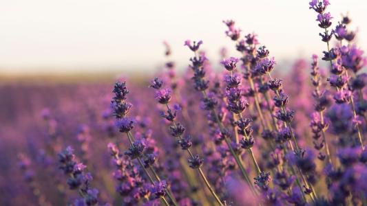 Lavanda confira seus benefícios