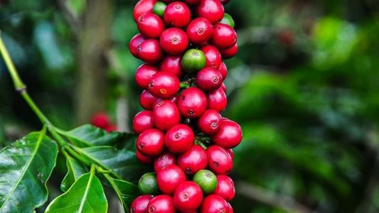 Lavoras de café mineiras deverão colher 27 milhões de sacas, cerca de 8% a mais do que em 2022
