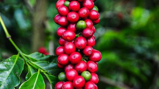 Lavoras de café mineiras deverão colher 27 milhões de sacas, cerca de 8% a mais do que em 2022