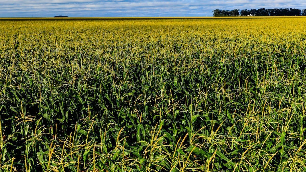 Agro cresce mais de 10% no segundo trimestre e impulsiona economia