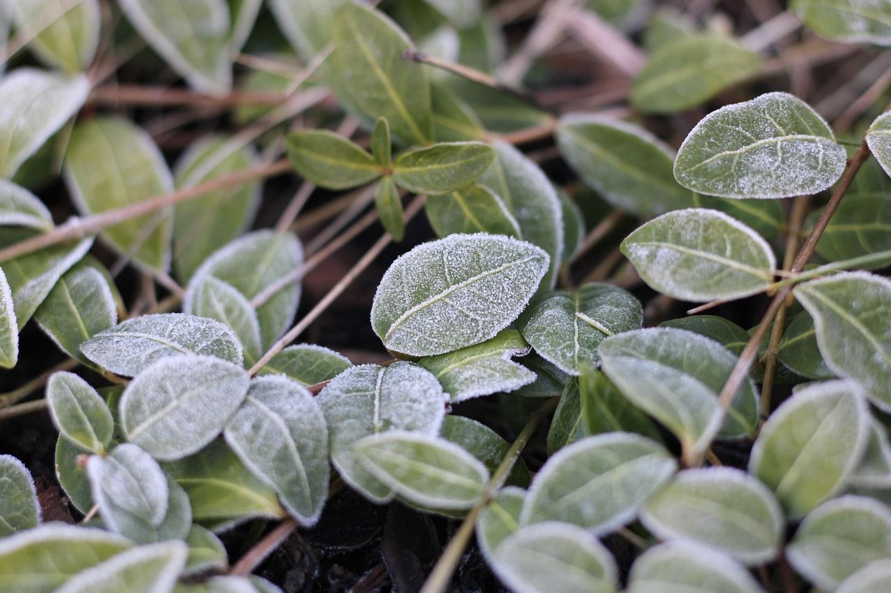 Alerta no campo: o que frio e geada podem significar para sua produção e como evitar prejuízos