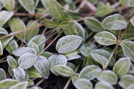 Geada em planta