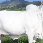 Leilão de vaca bate recorde com R$ 7 milhões por apenas um terço do animal; entenda