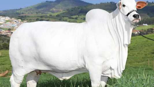 Leilão de vaca bate recorde com R$ 7 milhões por apenas um terço do animal; entenda.
