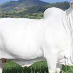 Leilão de vaca bate recorde com R$ 7 milhões por apenas um terço do animal; entenda