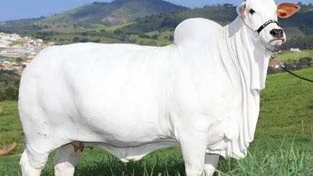 Leilão de vaca bate recorde com R$ 7 milhões por apenas um terço do animal; entenda.