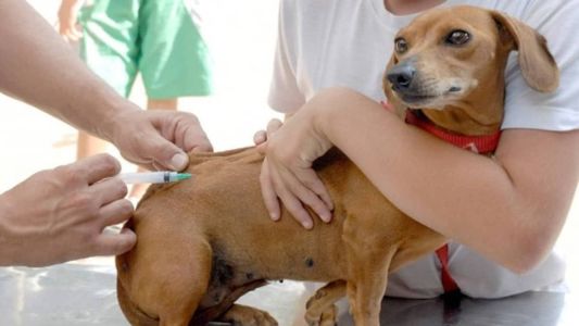 Leish-Tec é a única vacina contra a leishmaniose autorizada no Brasil