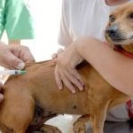 Ministério suspende fabricação e venda da única vacina contra leishmaniose no Brasil