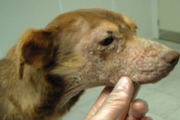 Unhas grandes, perda de pelo e feridas são sintomas comuns na leishmaniose canina