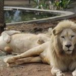 PBH conclui apuração de causa das mortes de leoa e chimpanzé no zoológico