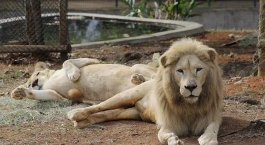 Pretória chegou ao Zoológico de BH junto com Mafu; casal veio do Parque Beto Carrero World
