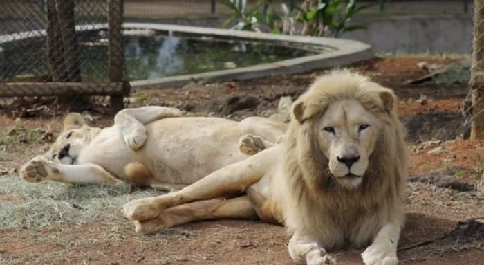 Pretória chegou ao Zoológico de BH junto com Mafu; casal veio do Parque Beto Carrero World