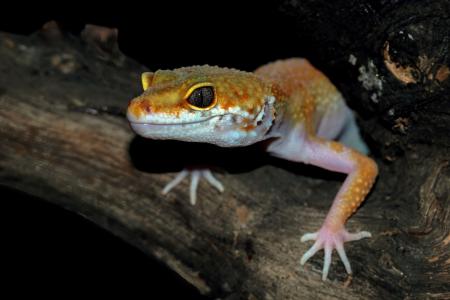 A falta de informação e a negligência nesse processo podem colocar em risco tanto a saúde do animal quanto o equilíbrio ambiental e a segurança pública