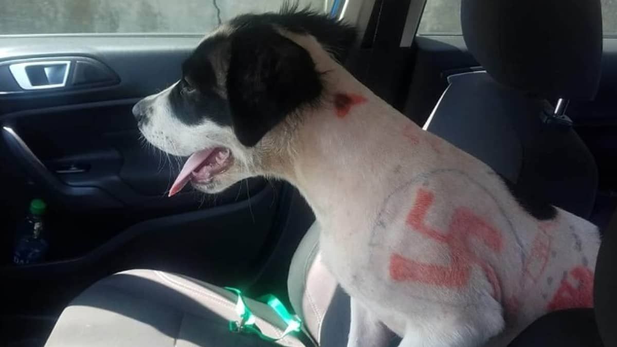 Cadela é resgatada com suásticas e insultos pintados no corpo