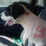 Cadela é resgatada com suásticas e insultos pintados no corpo