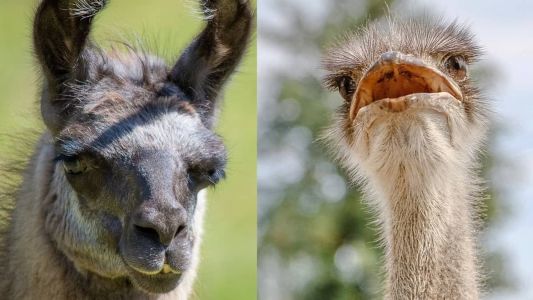 Lhama e avestruz são considerados pelo Ibama como animais domésticos