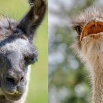 Lhama e avestruz: saiba quais animais são considerados domésticos pelo Ibama