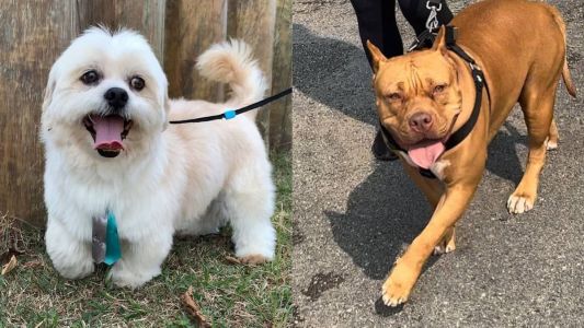 Lhasa apso engravida Pitbull e vídeo do filhote viraliza nas redes sociais