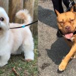 Lhasa apso engravida pitbull e vídeo viraliza na internet; confira o resultado 