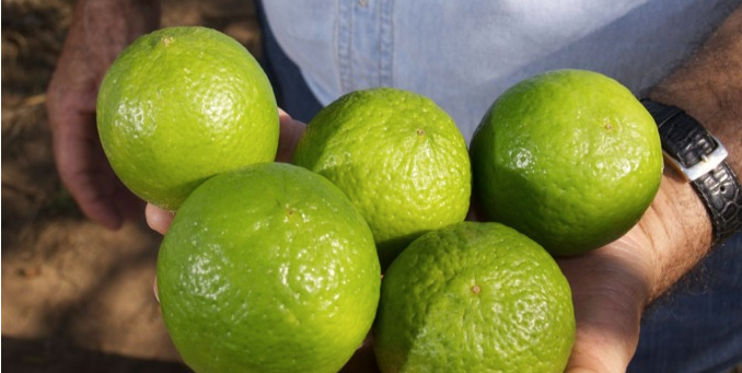 No Projeto Jaíba, existem cerca de 25 grandes produtores de limão. A principal variedade explorada é a Tahiti.