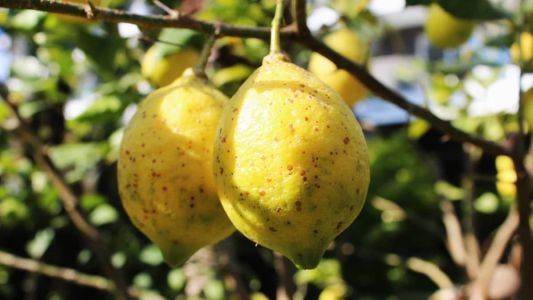 Limão, laranja e tangerina são algumas das árvores frutíferas plantadas