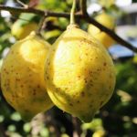 Projeto ‘Hortas e Pomares’ beneficia alunos e agricultores familiares no leste do estado