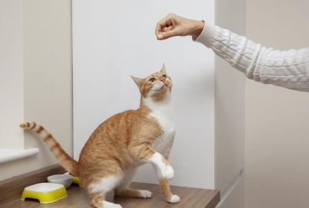 Gatos são animais territoriais e independentes, e por isso respondem melhor ao processo quando são respeitados em seus limites e comportamentos naturais