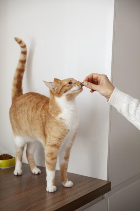 O processo pode ser facilitado com a adoção de algumas estratégias que aumentam a aceitação do gato e reduzem o estresse durante a medicação