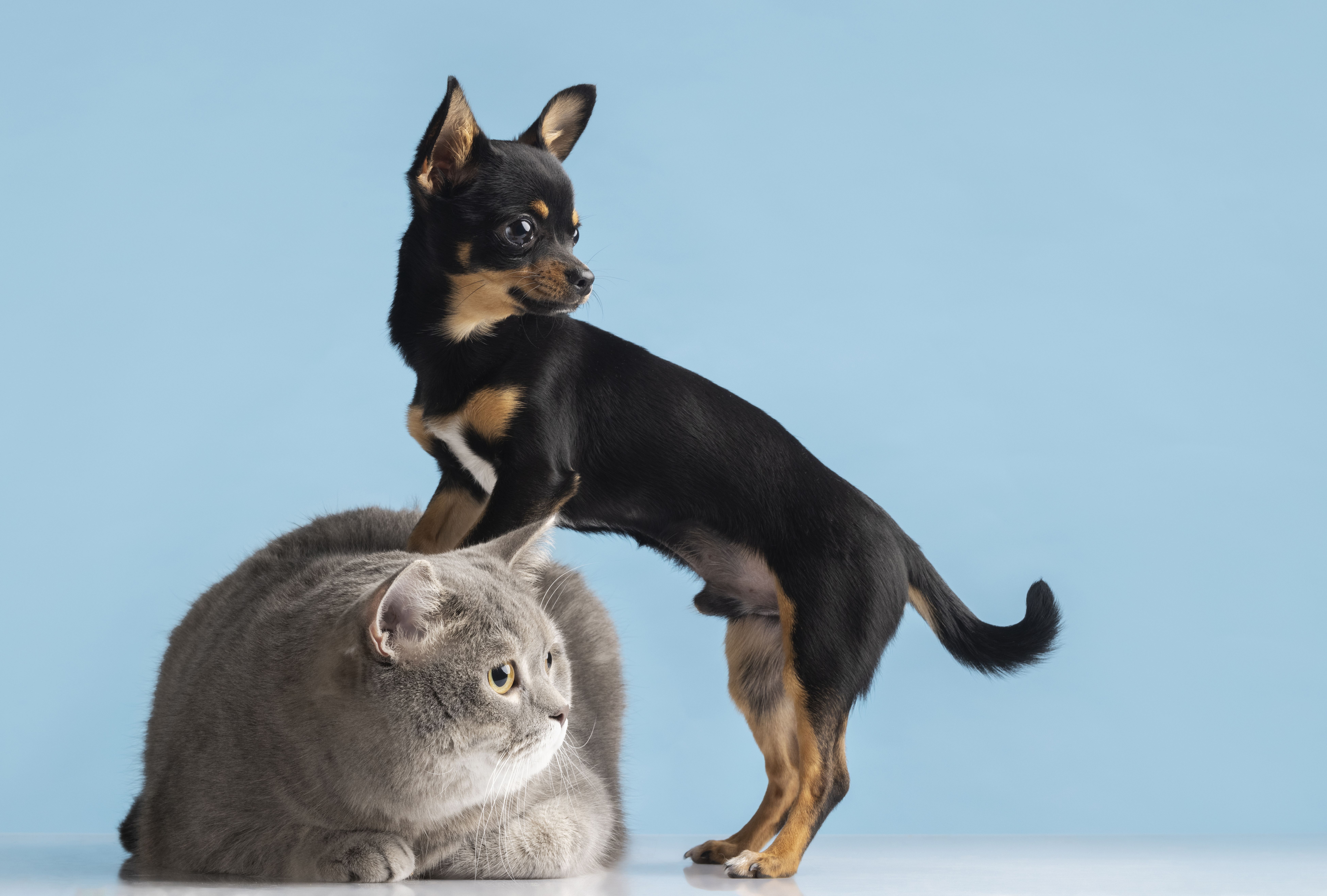 Cachorros e gatos podem desenvolver dengue? Médico veterinário explica