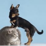 Cachorros e gatos podem desenvolver dengue? Médico veterinário explica