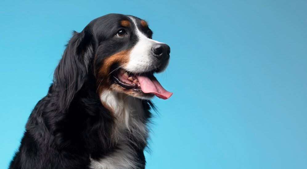 Fugas, brigas e doenças contraídas em hotéis e creches para pets: o que o tutor deve fazer