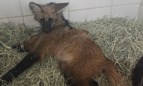 Lobo-guará atropelado foi resgatado