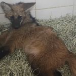 Após ser atropelado, lobo-guará é resgatado em Juiz de Fora