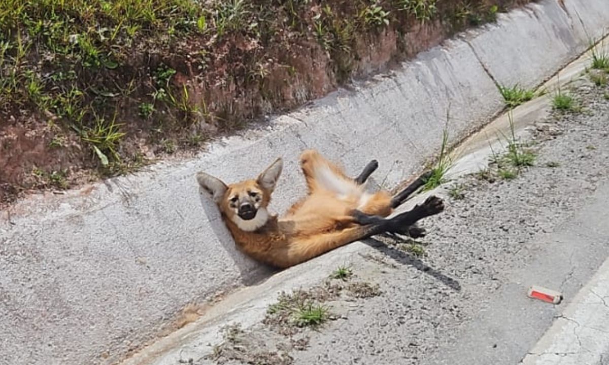 Bombeiros resgatam lobo-guará atropelado em rodovia no Campo das Vertentes